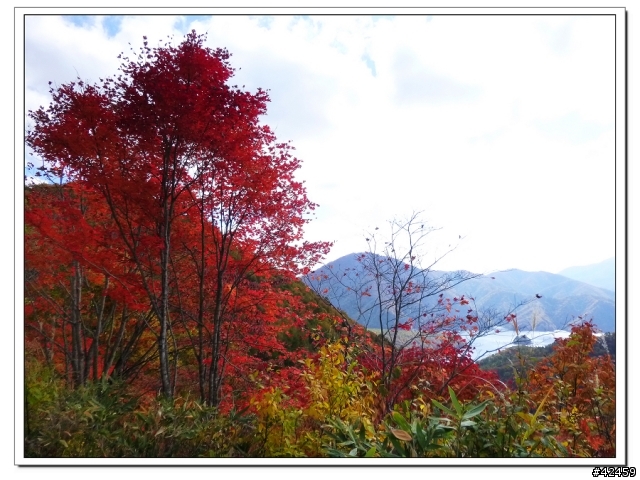 [SKYWAVE TYPE-S]福島縱斷紅葉之旅