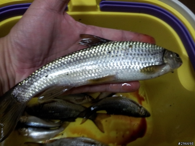 12月14日16日花蓮富里釣魚