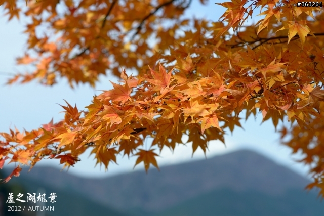 2012日本紅葉繽紛賞楓行 by D800+NEX5