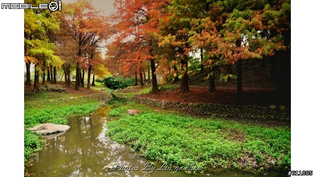 NIKON 楓葉大樓