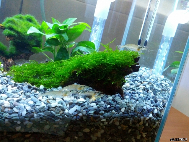 養魚新手~~~新設魚缸~~~