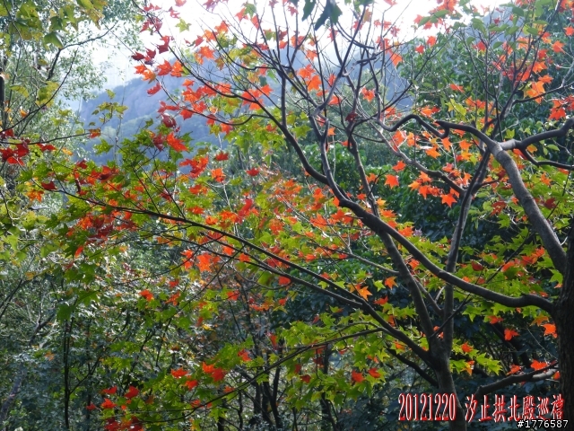 20121220  圓山2013台北花卉展汐止拱北殿賞楓之旅