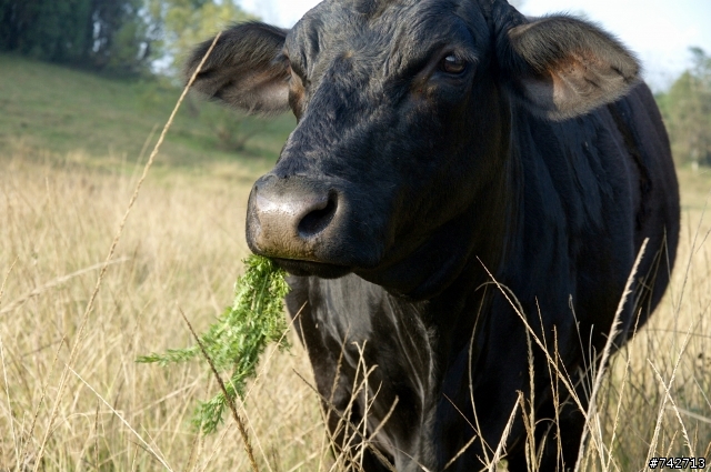 12月22~23日埔里.顏氏牧場.露營