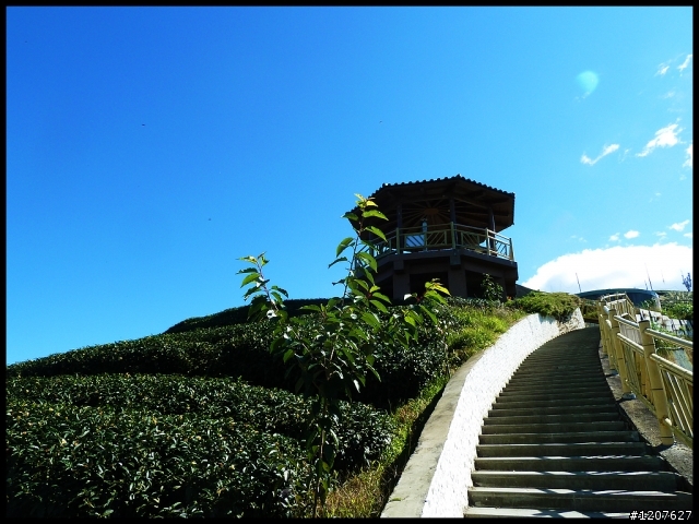 2012.12.14_竹海、八卦、忘憂、銀杏、妖怪遊！