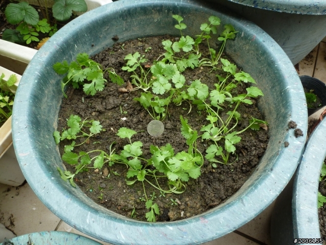 香菜(芫荽)的成長日記
