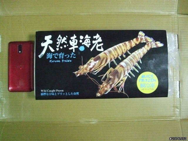 紅J 比例尺又來了(嚇死人斑節蝦)