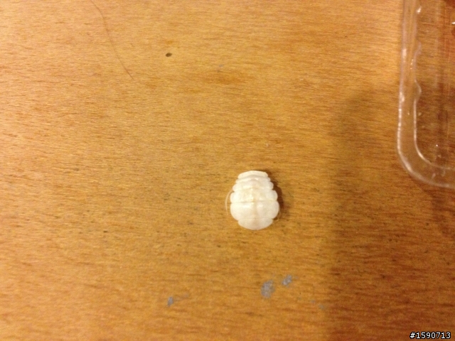 剛喝完味全的蛋花湯包最後居然有這個...