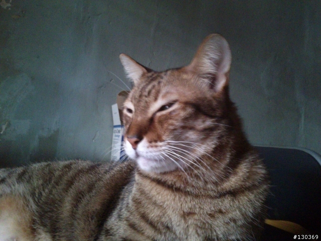 分享- 我家貓貓給我手手