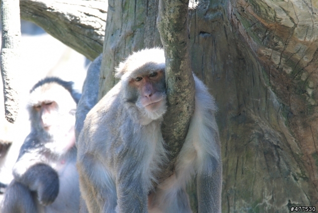 NX100的動物園以及一些照片