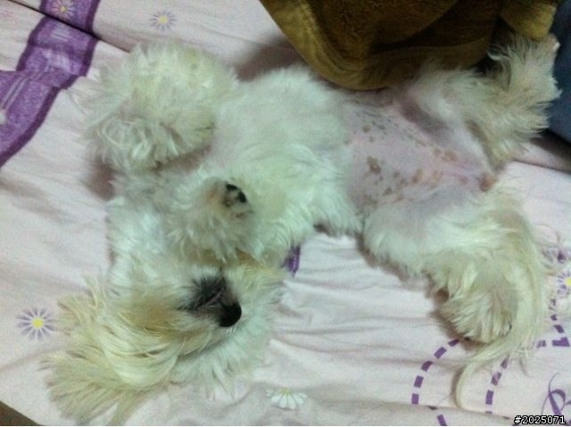 分享我家的小瑪爾