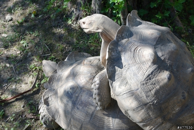 NX100的動物園以及一些照片