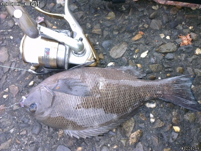 拔毛囉!!2012冬磯首發，彰濱線西-良型黑毛二匹獲得^^