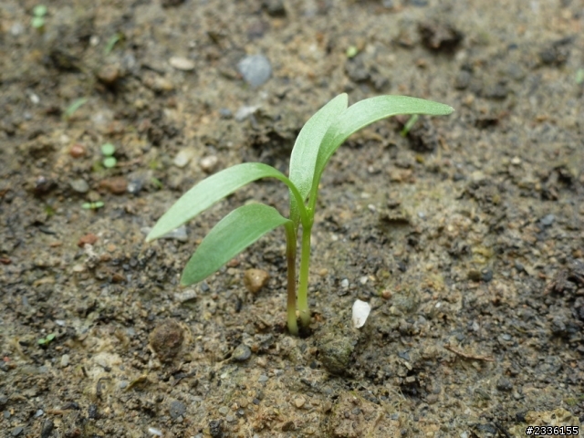 香菜(芫荽)的成長日記