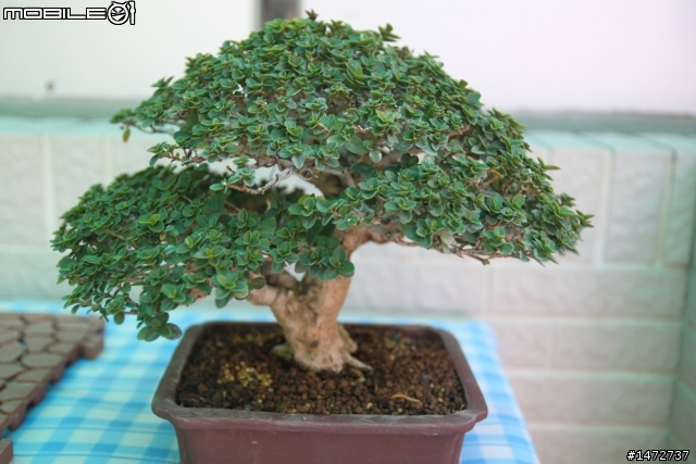 小品盆栽