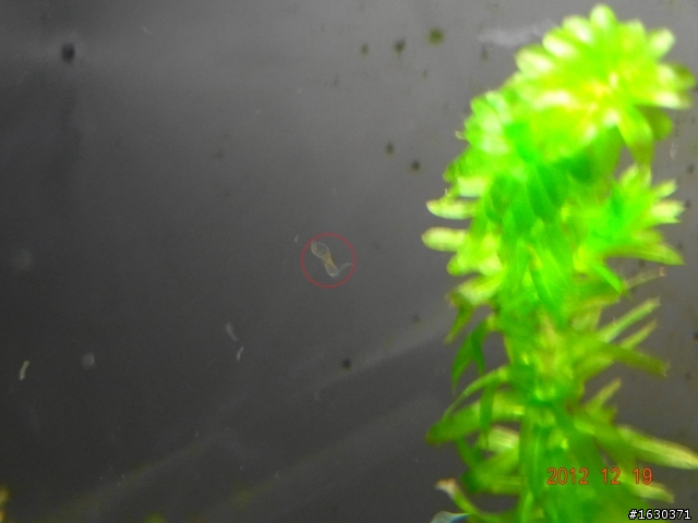 請教水族達人魚缸中的小蟲為何？(紅線框起來處)