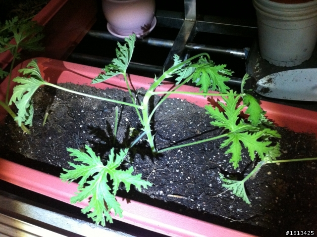 驅蚊草(芳香天竺葵)繁殖
