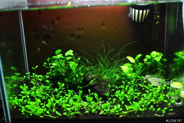 宿舍小草缸分享