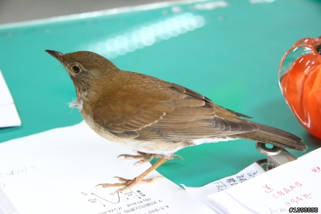請教各位鳥類達人，牠的鳥名是？