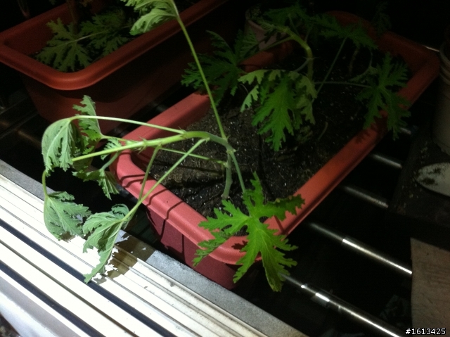 驅蚊草(芳香天竺葵)繁殖