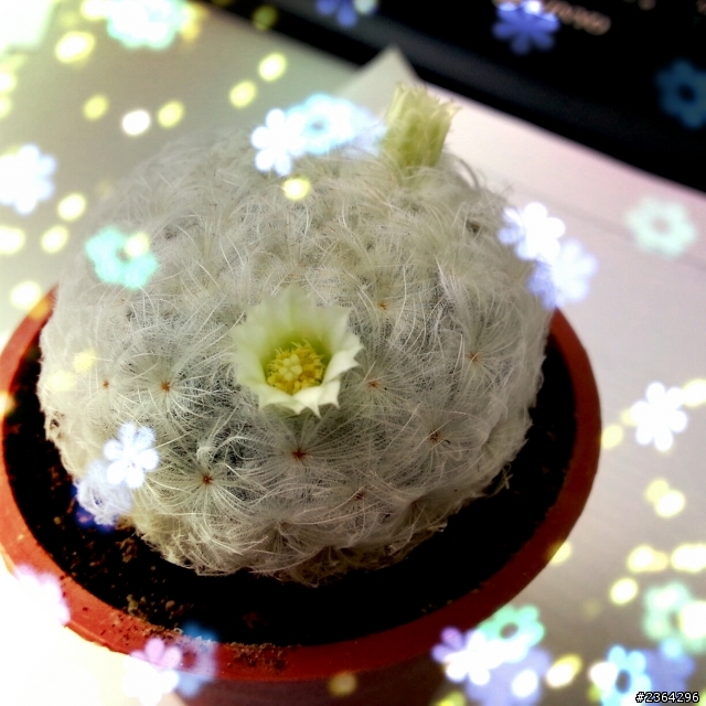 我的白星開花了