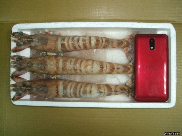 紅J 比例尺又來了(嚇死人斑節蝦)