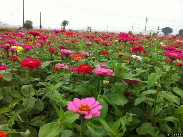 嘉義市2012花海節一遊