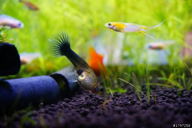 請益~~水族箱該怎麼拍Q口Q??