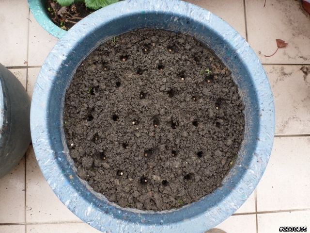 香菜(芫荽)的成長日記