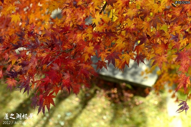 2012日本紅葉繽紛賞楓行 by D800+NEX5