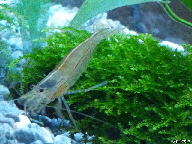 養魚新手~~~新設魚缸~~~