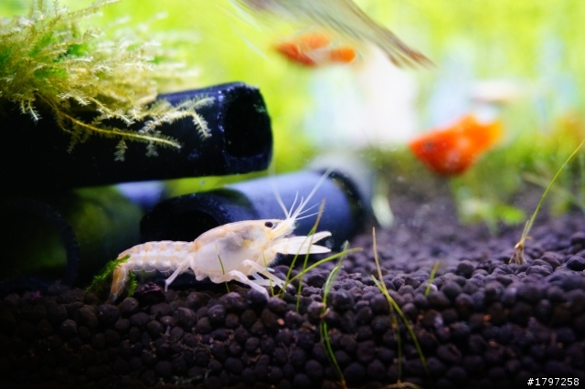 請益~~水族箱該怎麼拍Q口Q??