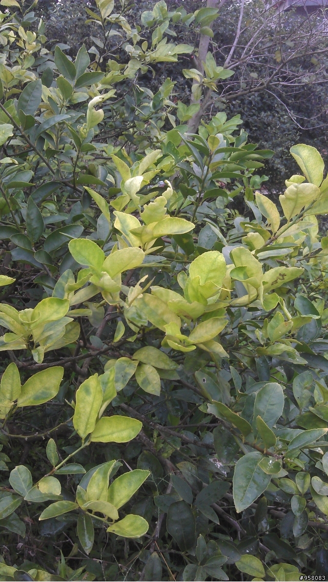 請問一下這是什麼植物?以及檸檬生病了嗎??