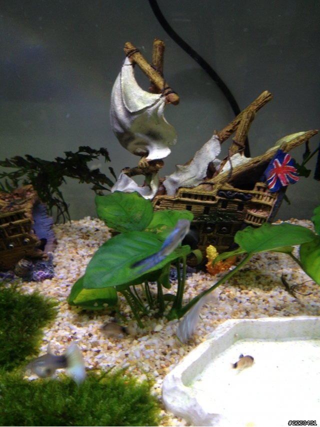 救救我的孔雀魚!!(附圖)