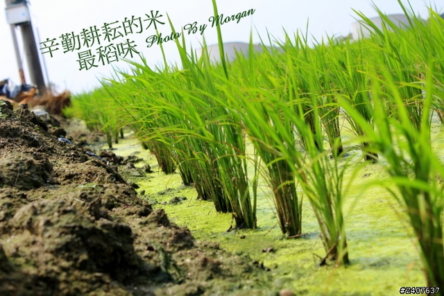 回顧2012這初學的第一年  圖多~~