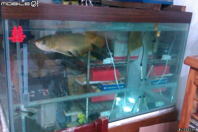 我家的紅龍好孤單!!