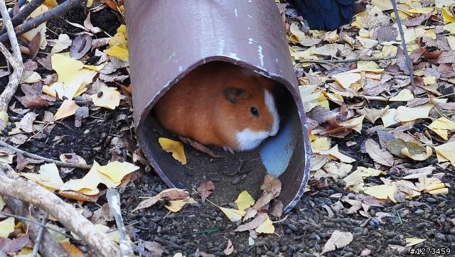 --東洋法拉利-- 日本獵車分享下半季part2