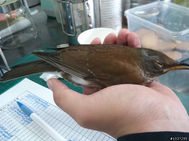 請問這是什麼鳥