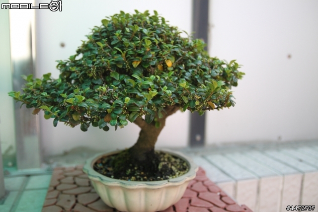 小品盆栽