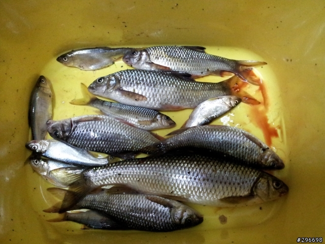 12月14日16日花蓮富里釣魚