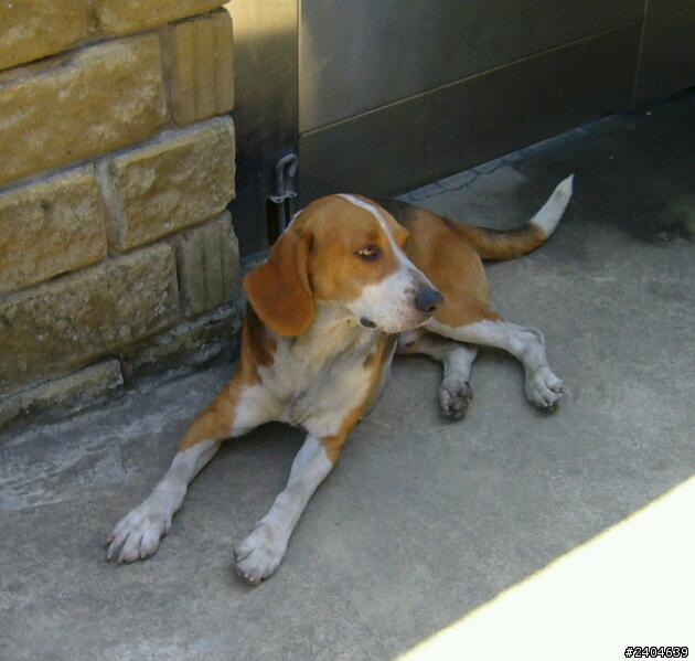[協尋愛犬] 大型米格魯, 桃園八德茄苳路附近走失.(鄰近桃園愛買武陵高中,高明社區)