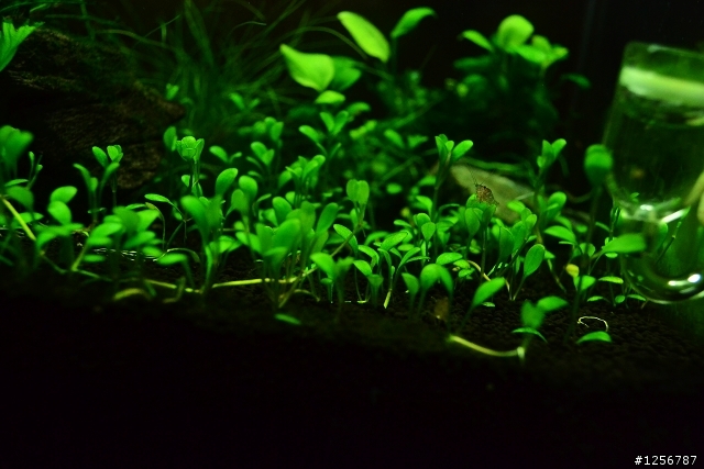 宿舍小草缸分享
