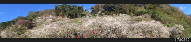 柳家梅園 1月6號梅況