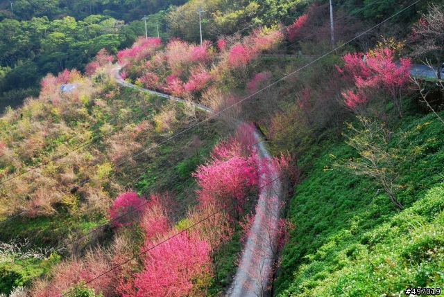 S型 . 櫻花小徑 ? 延伸 .. * 南投 . 奧萬大森林遊樂區