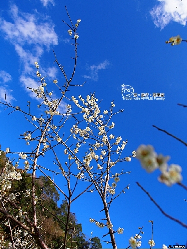 越冷越開花的國花~梅花