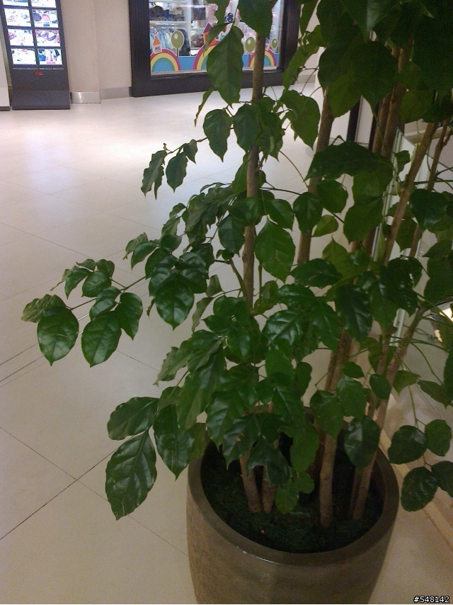 植物名稱請教