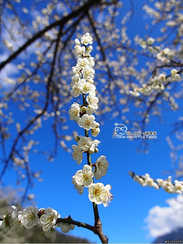 越冷越開花的國花~梅花