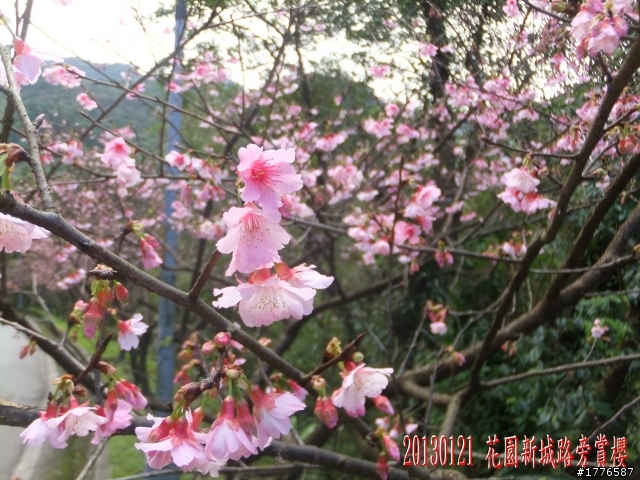 20130121  烏來福山賞櫻之旅