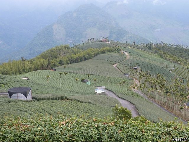 1/12~13梅山龍興宮，青心烏龍伴我行