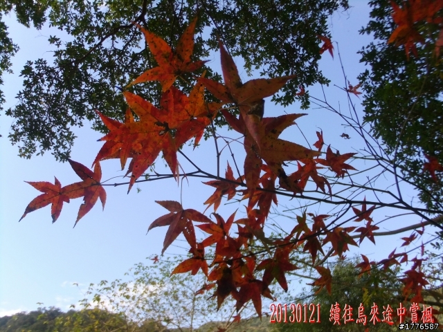 20130121  烏來福山賞櫻之旅