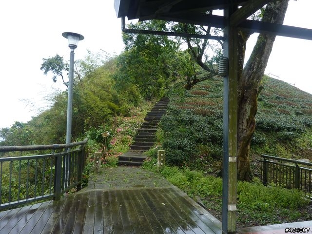 1/12~13梅山龍興宮，青心烏龍伴我行